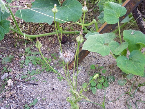 Urospermum cfr. picroides